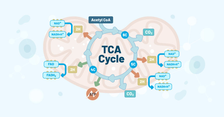 The TCA Cycle: Deciding Cell Fate and Function and more.
