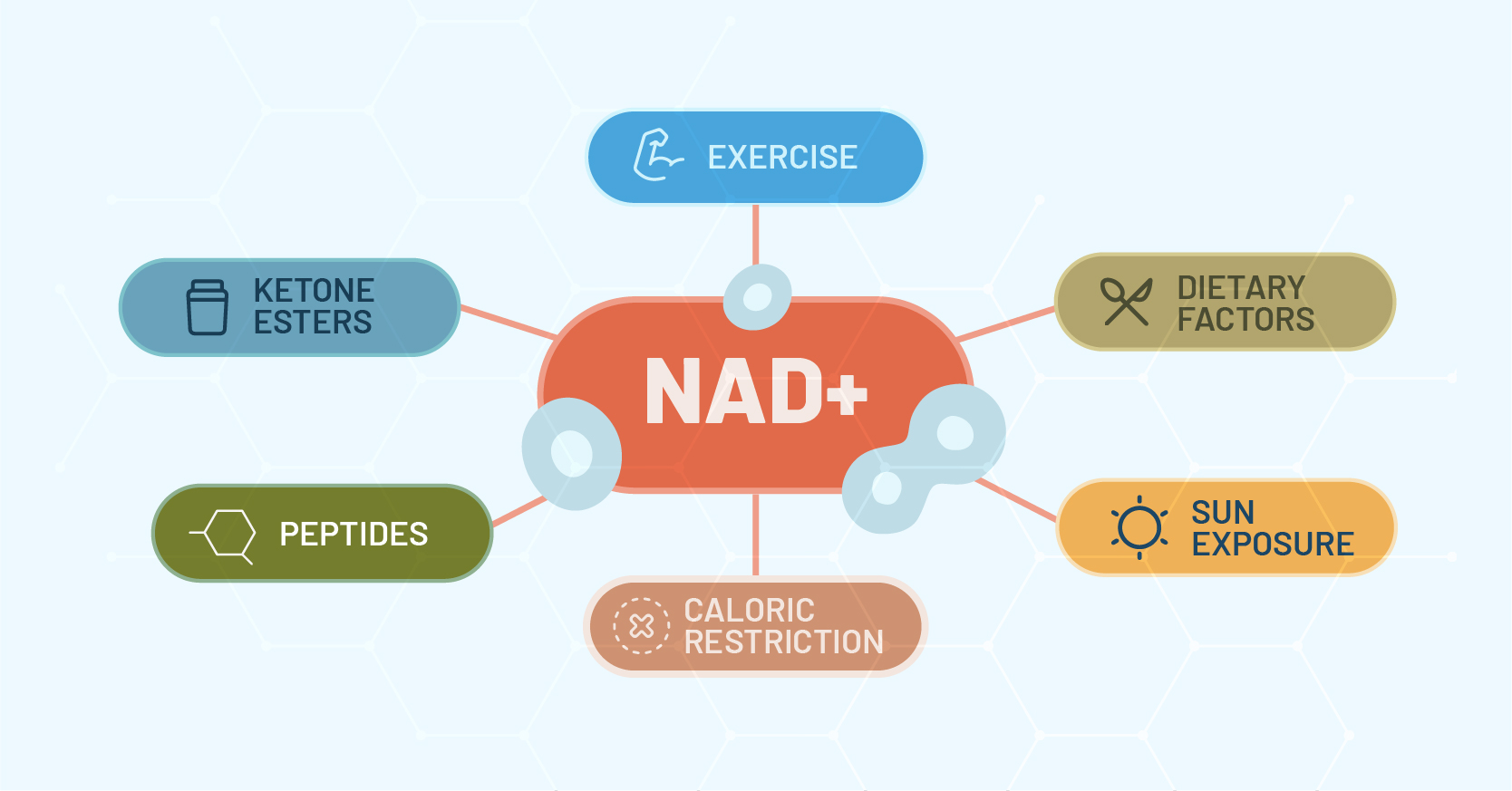 WHY NAD+ SUPPLEMENTATION DOESN’T WORK