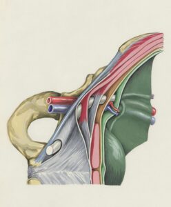 https://unsplash.com/photos/a-drawing-of-a-section-of-the-human-head-Kwxp-WLnq3Q