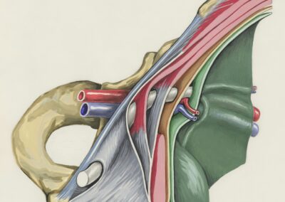 Thyroid & Adrenal Health: Optimizing Hormone Balance for Cellular Vitality